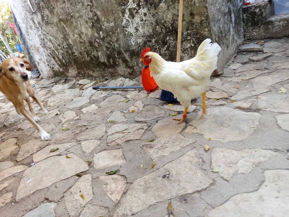 Galo sem raça definida