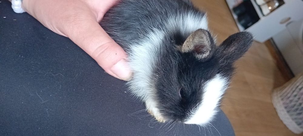 Króliczki miniaturki