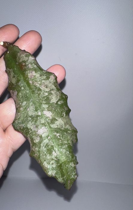 Хойя Army from Indonesia) undulata silver (long leaves)