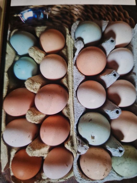 Jaja lęgowe mix kur