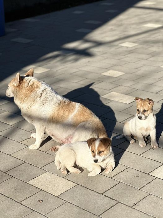 Віддам безкоштовно цуценят