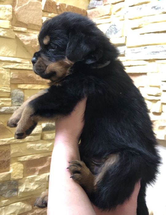 Резерв на породистых щенков ротвейлера.