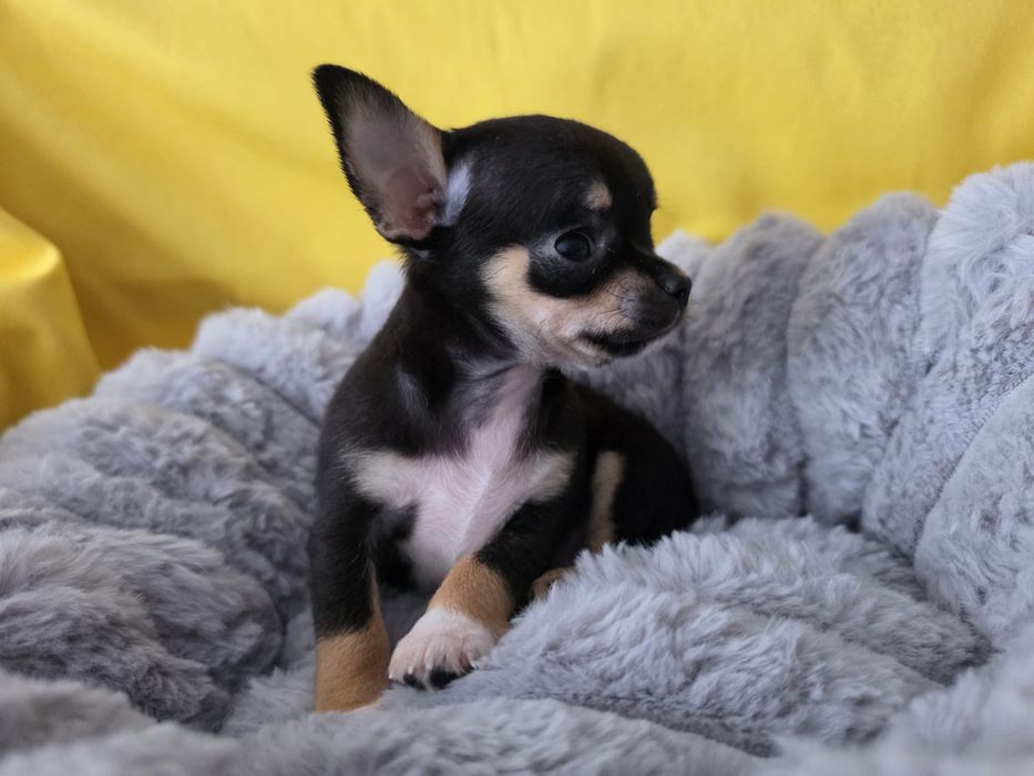 Chihuahua piesek krótkowłosy czarny ZHPR