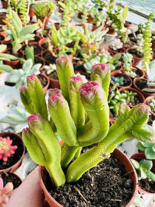 50 suculentas várias cores e formatos