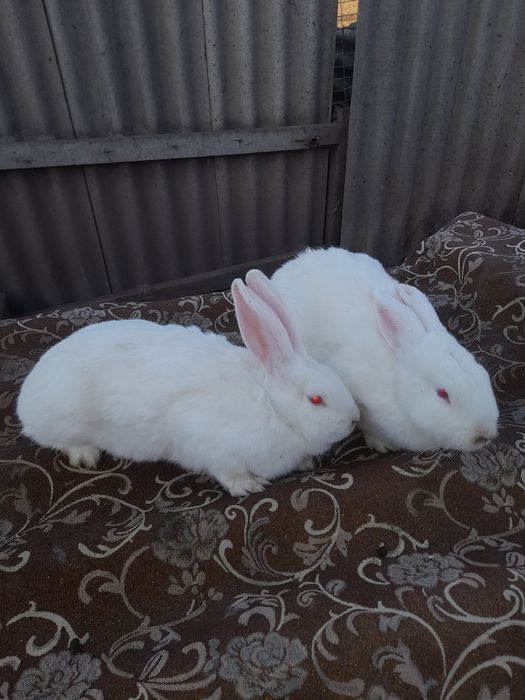 Самочки термонці