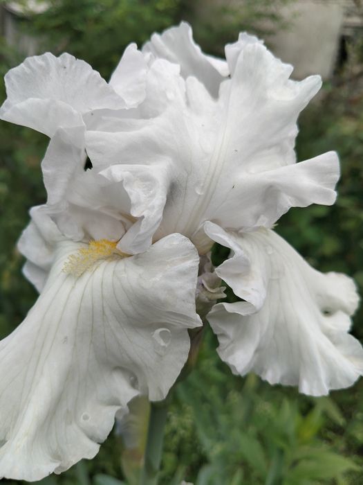 Іриси садові сортові високі 35 грн