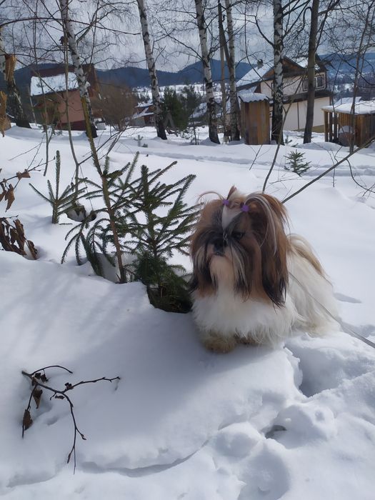 Ши-тцу, пропонується кобель для в'язок