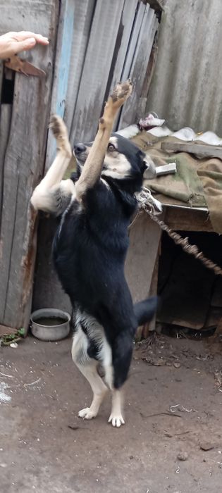 Віддам собачку в гарні руки