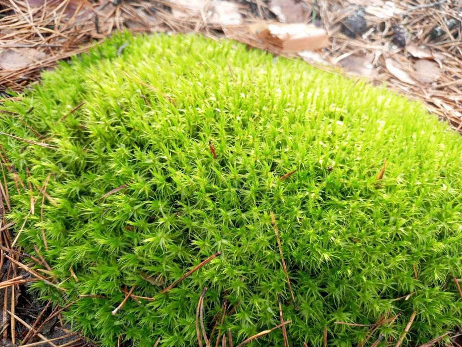 Продаю лісовий мох