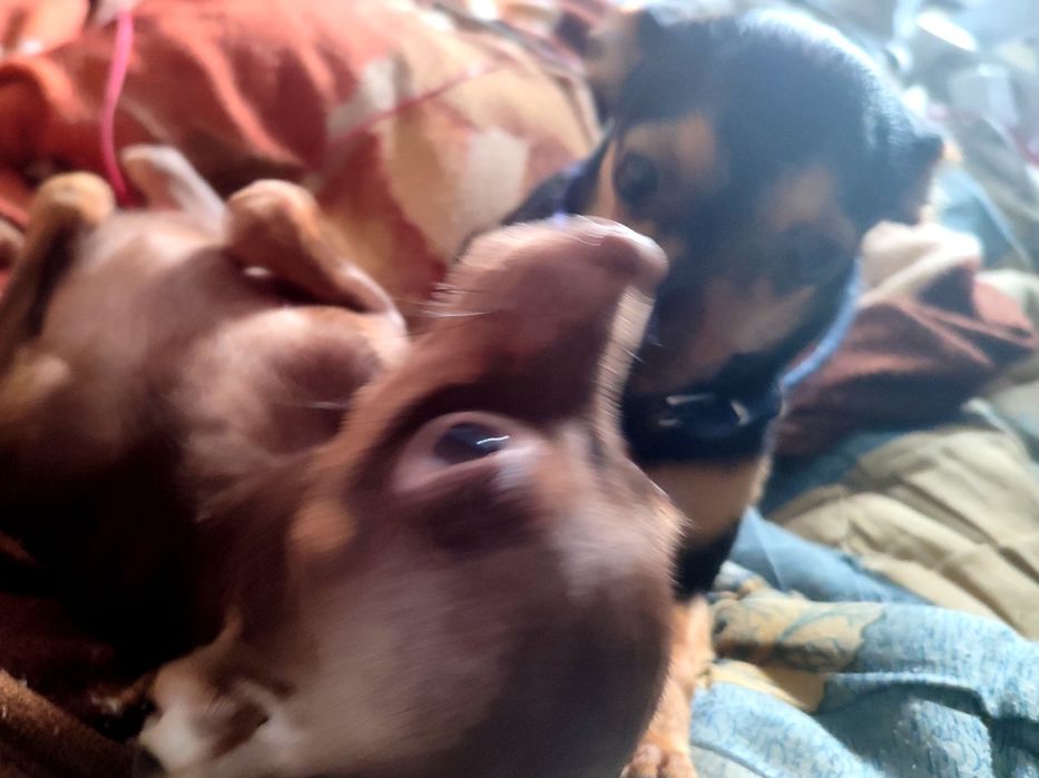 Той тер'єр собаки