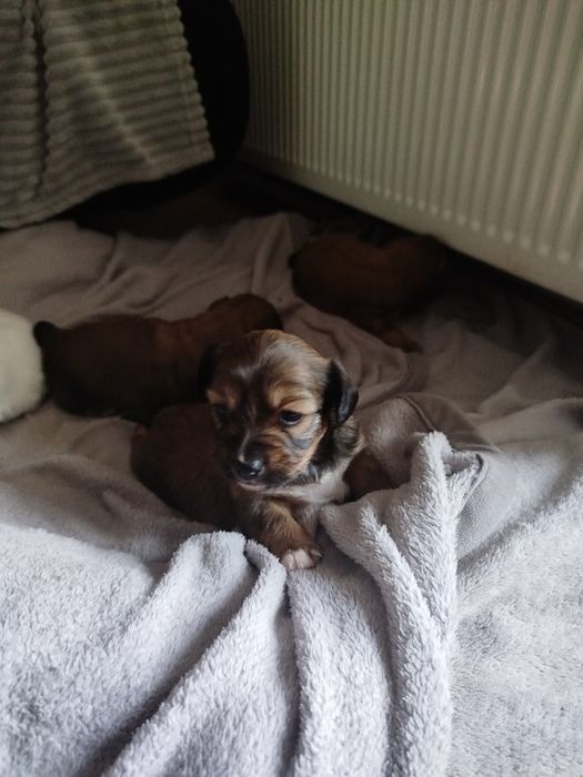 Pieski szukają dobrego domu