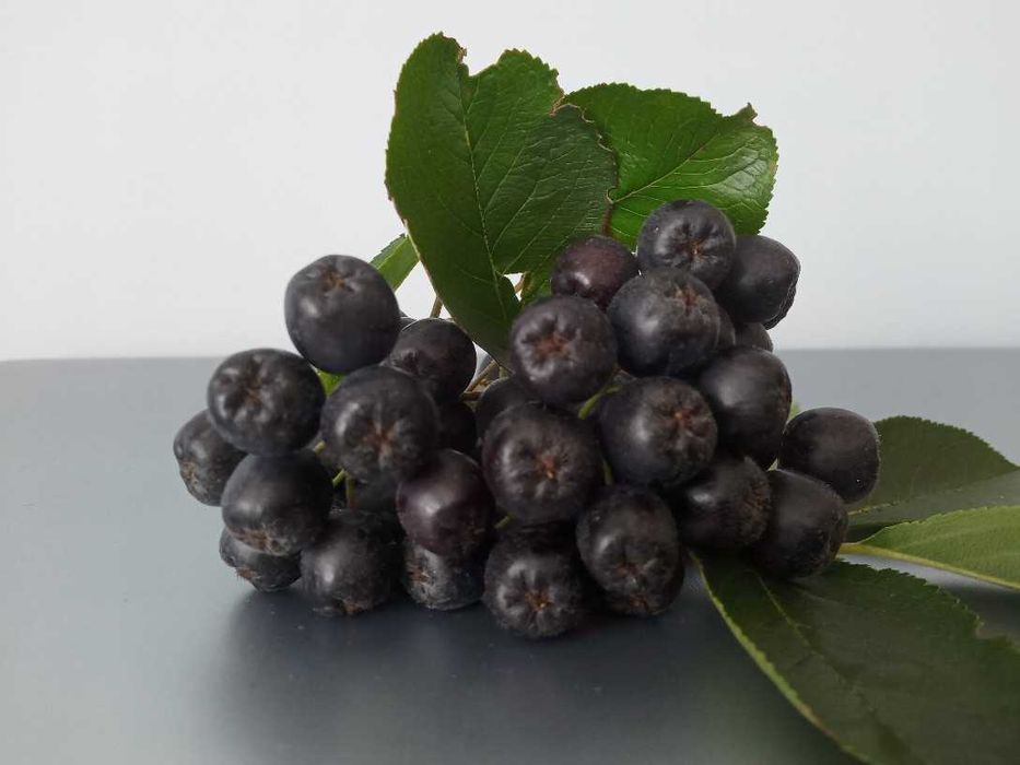 Aronia sprzedam/wysyłka