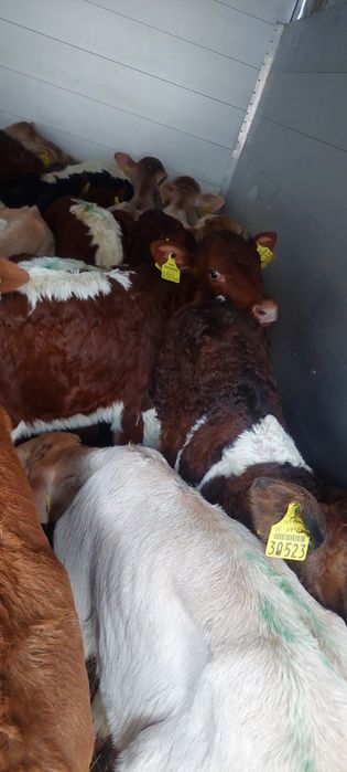 Cieleta miesne byczki Cegłów