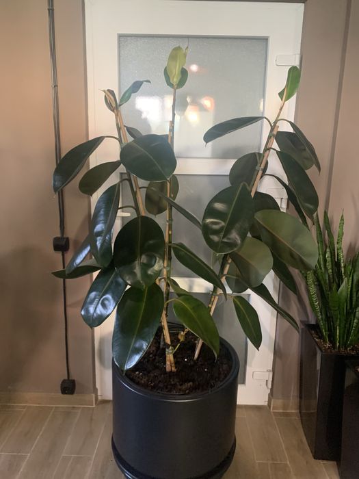 Фікус Робута вис  1, 80  РОЗПРОДАЖ