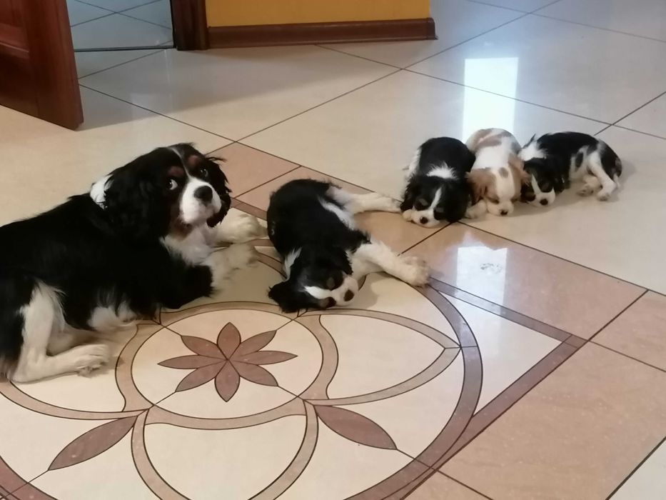 Cavalier King Charles Spaniel chłopczyk z RODOWODEM