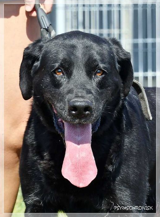 Max – wymarzony psiak w tupie labradora