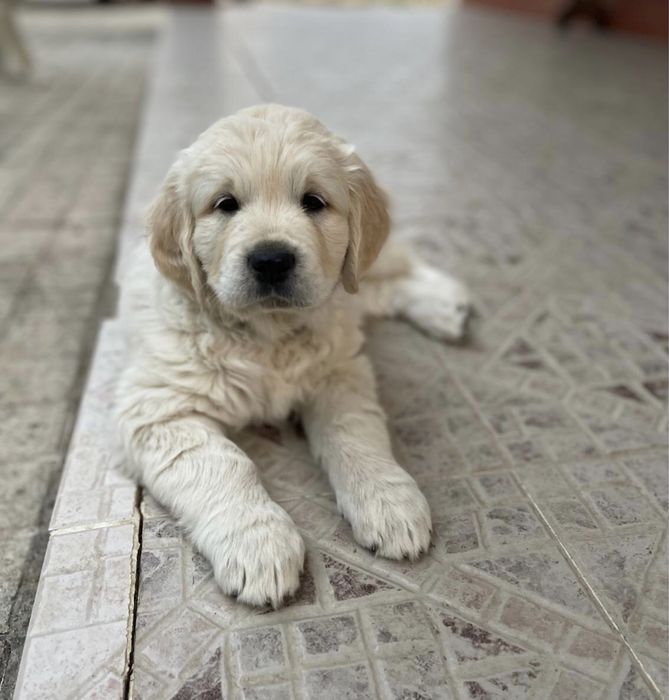 Golden Retriever 2 meses