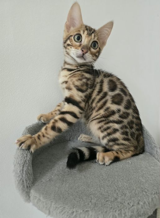 Kocurek Bengalski