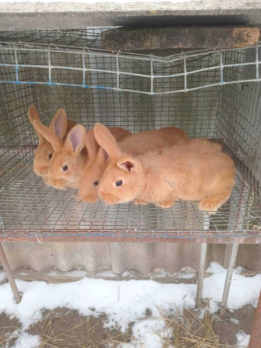 Кроліки родословна