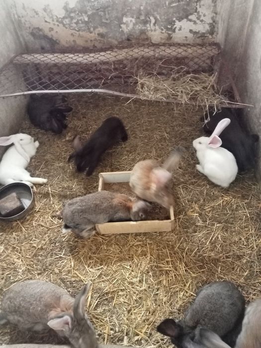 Sprzedam kaczki i kaczory i golebie i króliki kroliki