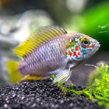 Apistograma Borelli Opal Masson