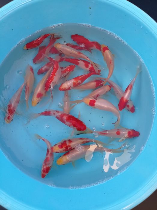 Kinguios cometas sarasas e shubunkins