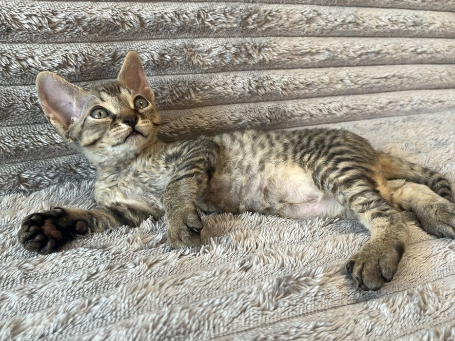 Котик Девон Рекс