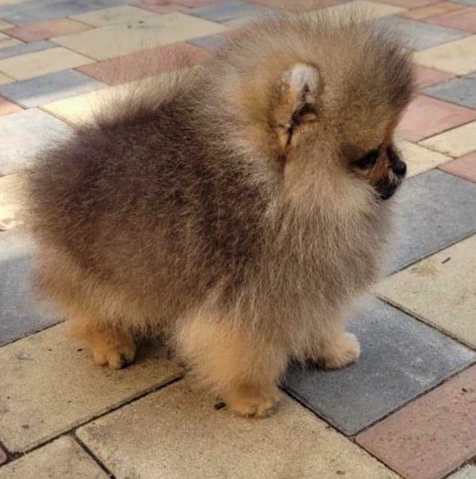 Spitz Alemão Anão/ Lulu da Pomerânia MACHO LARANJA com LOP AFIXO