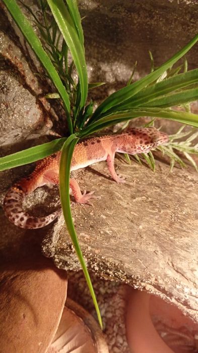 Gekon lamparci miniatura