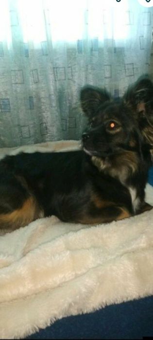 Красивая собачка