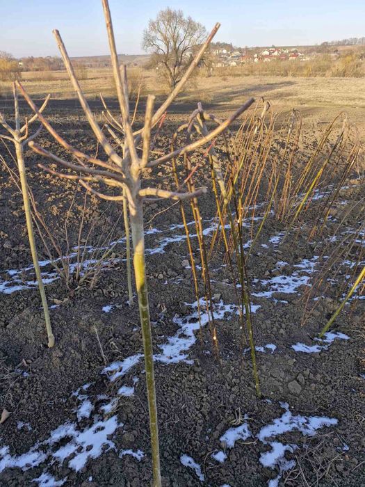 Пропонуємо Хакуро- Нішикі! Верба Кілмарнок!