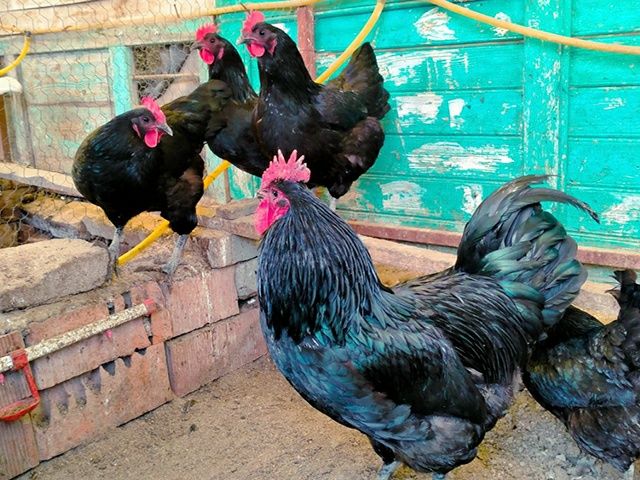 Інкубаційне яйце. Курчата, Австралорп чорний, білий.