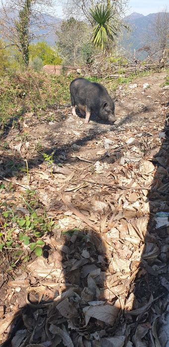 Vendo casal porco anão (pigs)