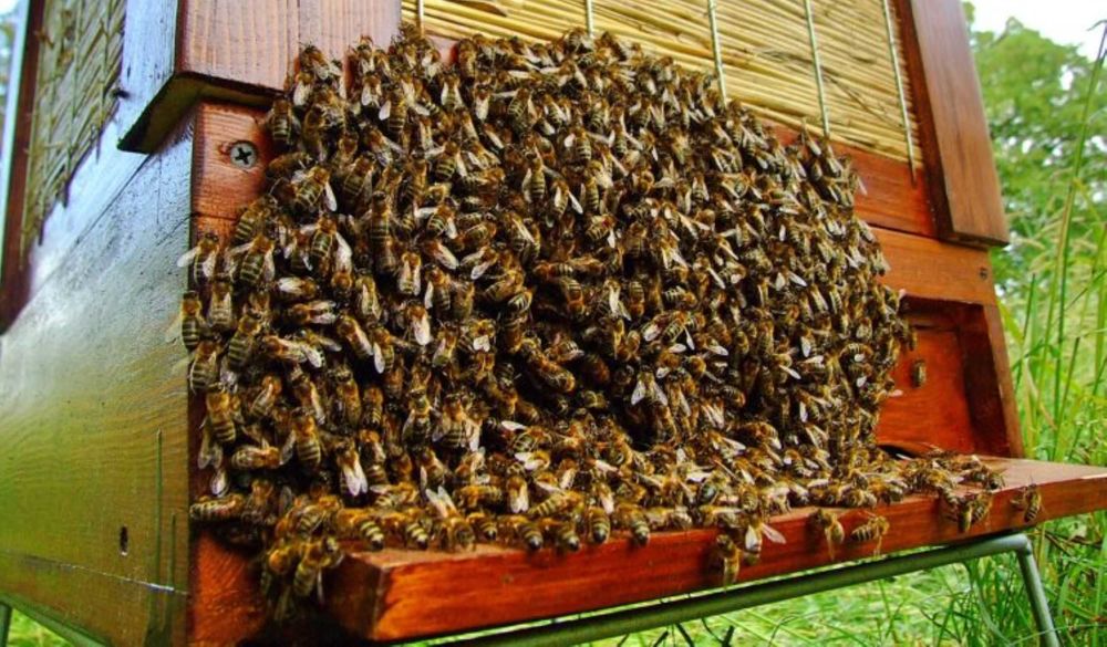 Wczesne ODKŁADY MAJOWE 2026 Rok i RODZINY Pszczele - Pasieka PRADAWNA®