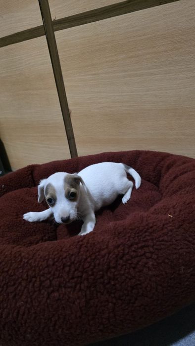 Jack russell fêmea