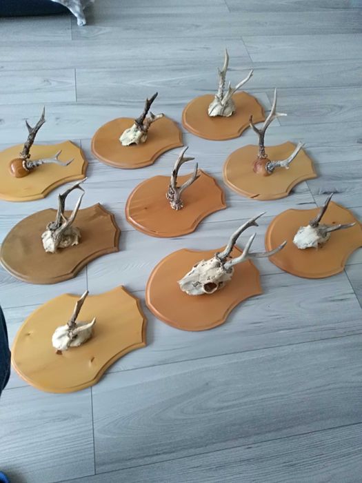 Poroże herby ręcznie robione.