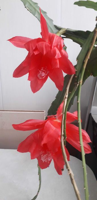 Эпифиллум сортовой