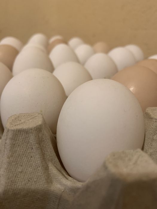 Jajka wiejskie z własnej hodowli