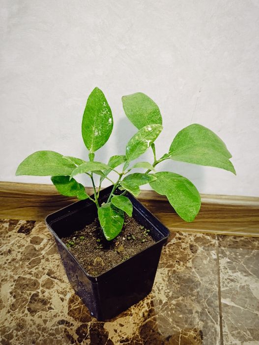 Грейпфрут саженцы