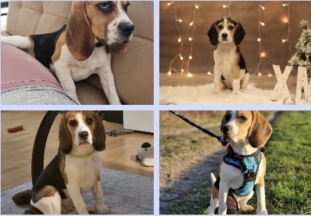 Beagle tricolir z rofowodem-wybitne!