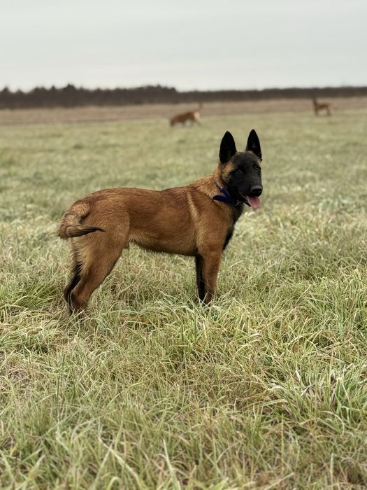 Owczarek belgijski malinois