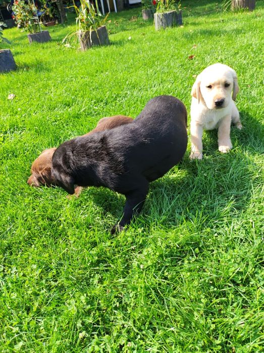 śliczny piesek labrador rodowód
