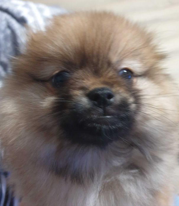 Szpic miniaturowy pomeranian