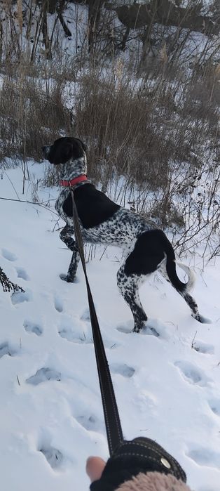 Отдаём курцхаара в хорошие руки