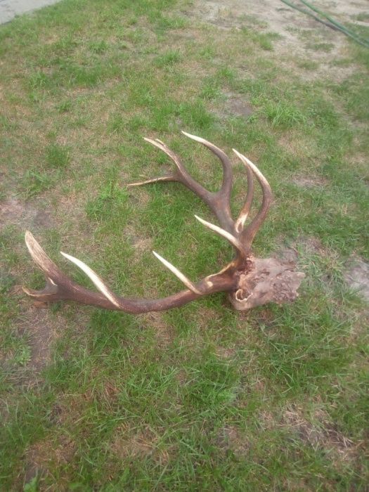 Рога  благородного оленья.