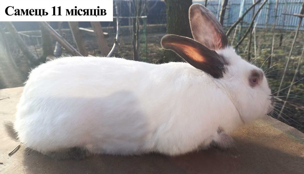 Продам кролі м. Вінниця