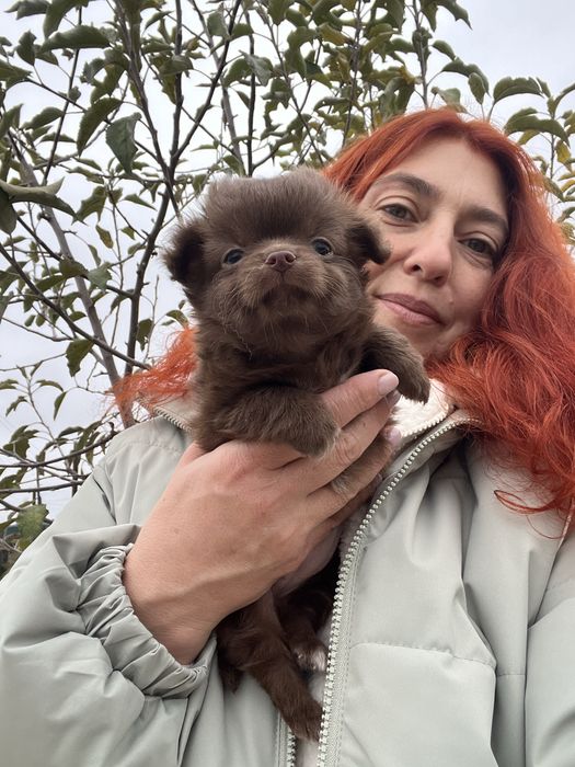 Дівчинка чихуахуа д/ш