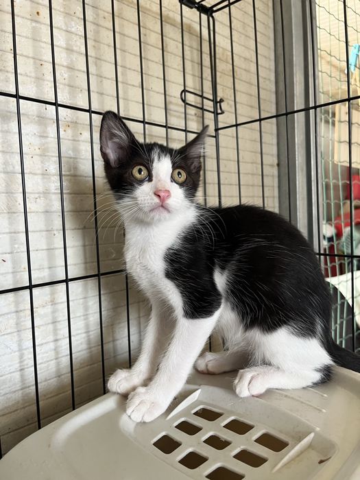 Oreo- Gatinha bebé