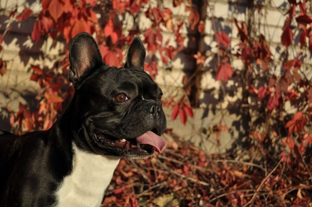 Вязка французский бульдог, Дворазовий Чемпіон України тигрового окрасу