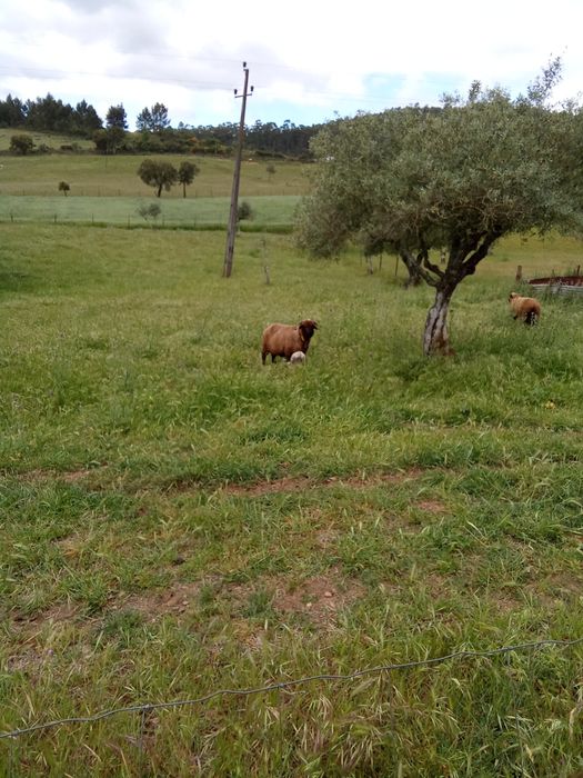 Vedações para animais.